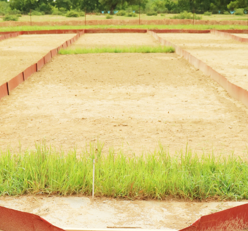 “Fallow Band System” to control desertification while improving crop production