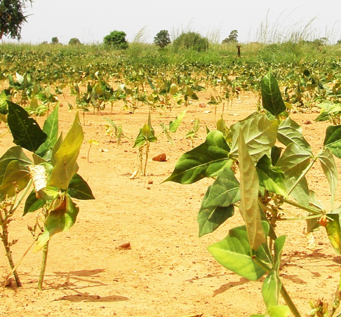 Black-eyed peas damaged by drought in degraded soil 