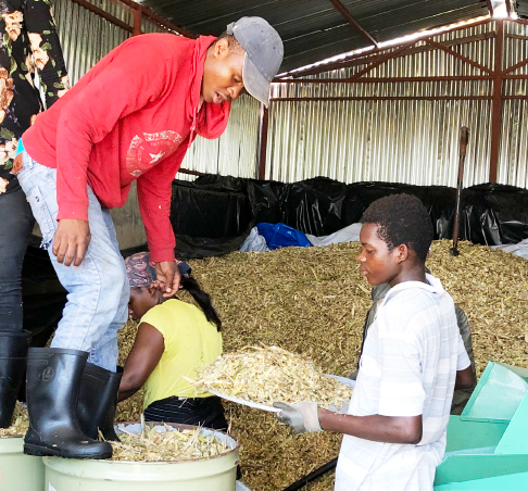 Preparation of silage