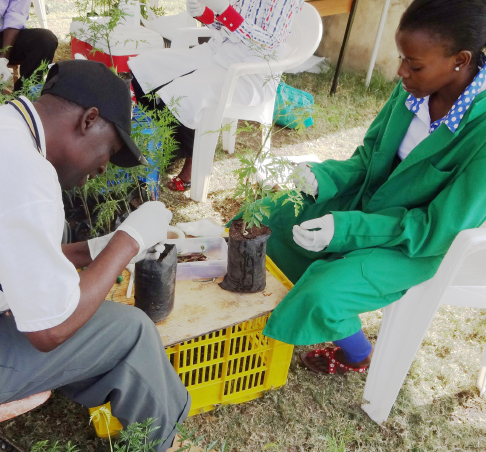 JICA’s project for the development of drought-tolerant trees in Kenya