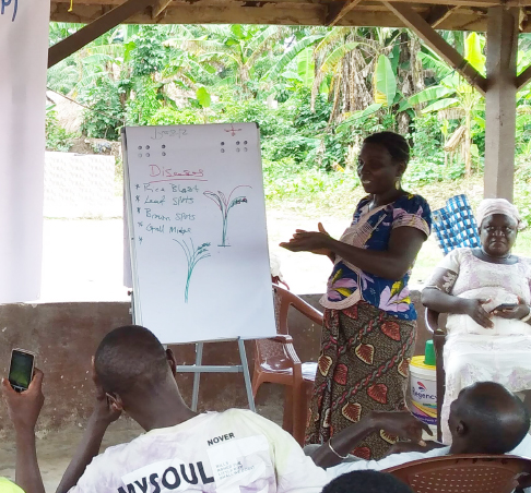 Lecture on rice cultivation