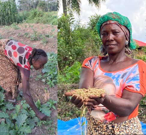 Farmers growing rice and vegetables